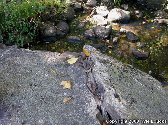 Northern Watersnake (Nerodia sipedon sipedon)