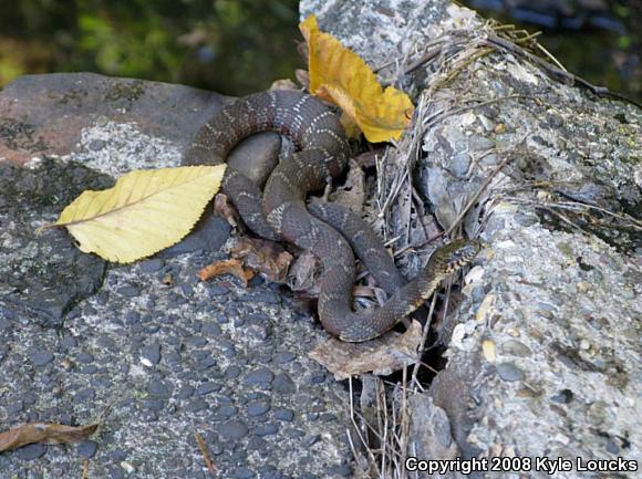 Northern Watersnake (Nerodia sipedon sipedon)