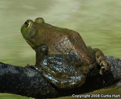 American Bullfrog (Lithobates catesbeianus)