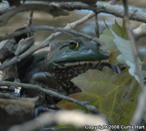 American Bullfrog (Lithobates catesbeianus)