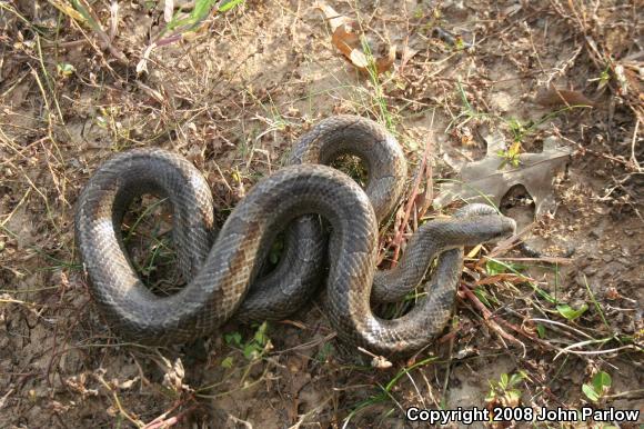 Prairie Kingsnake (Lampropeltis calligaster calligaster)