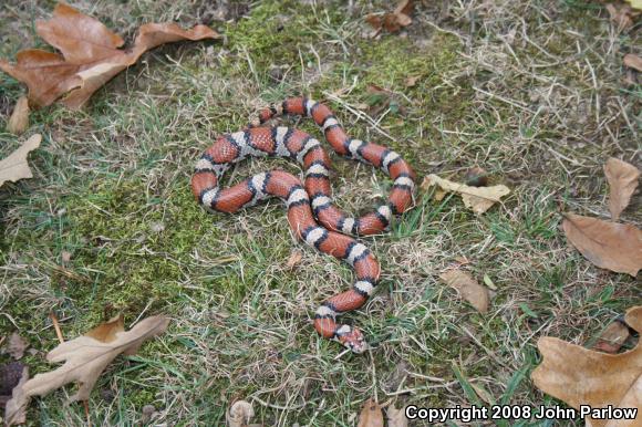 Red Milksnake (Lampropeltis triangulum syspila)