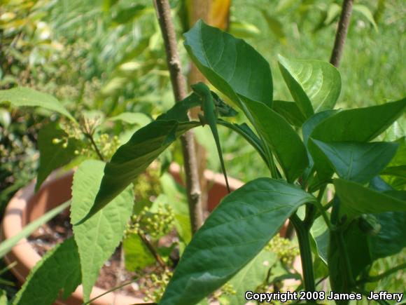 Northern Green Anole (Anolis carolinensis carolinensis)