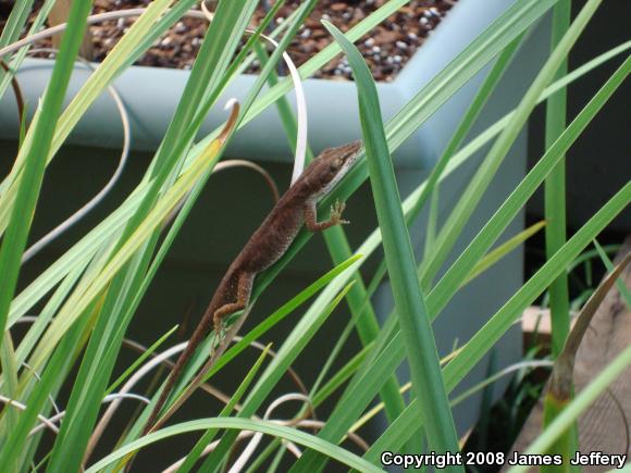 Northern Green Anole (Anolis carolinensis carolinensis)