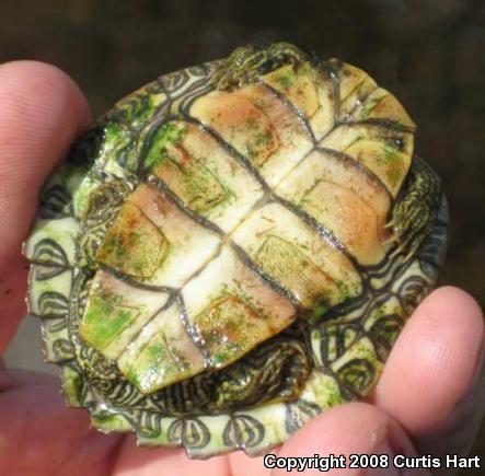 Northern Map Turtle (Graptemys geographica)