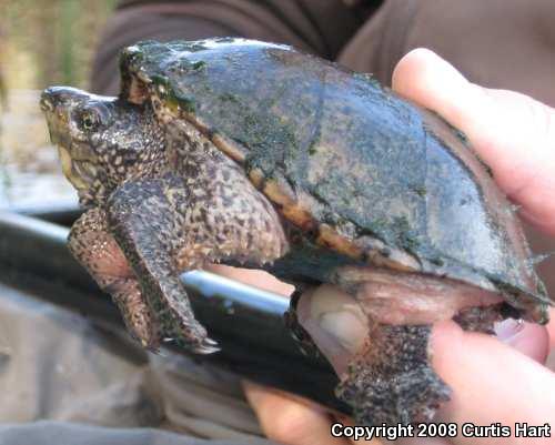 Eastern Musk Turtle (Sternotherus odoratus)