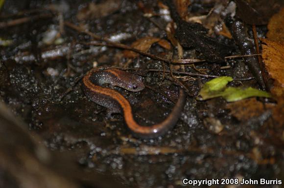 Eastern Red-backed Salamander (Plethodon cinereus)