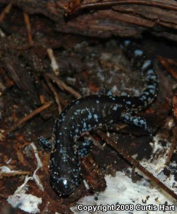 Blue-spotted Salamander (Ambystoma laterale)