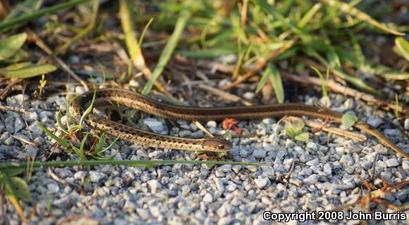 Chicago Gartersnake (Thamnophis sirtalis semifasciatus)