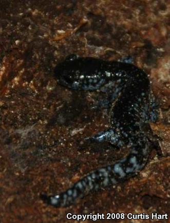 Blue-spotted Salamander (Ambystoma laterale)