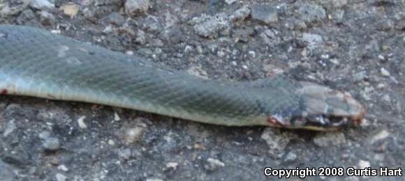 Blue Racer (Coluber constrictor foxii)