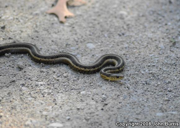 Chicago Gartersnake (Thamnophis sirtalis semifasciatus)