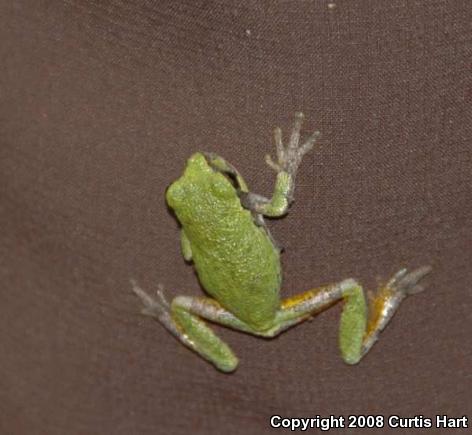 Gray Treefrog (Hyla versicolor)