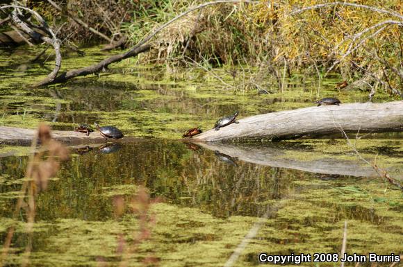 Midland Painted Turtle (Chrysemys picta marginata)