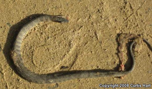 Northern Watersnake (Nerodia sipedon sipedon)