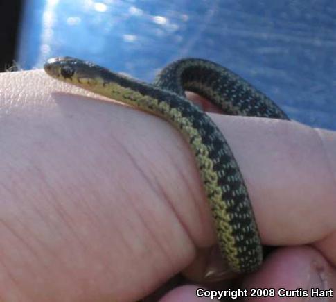 Eastern Gartersnake (Thamnophis sirtalis sirtalis)