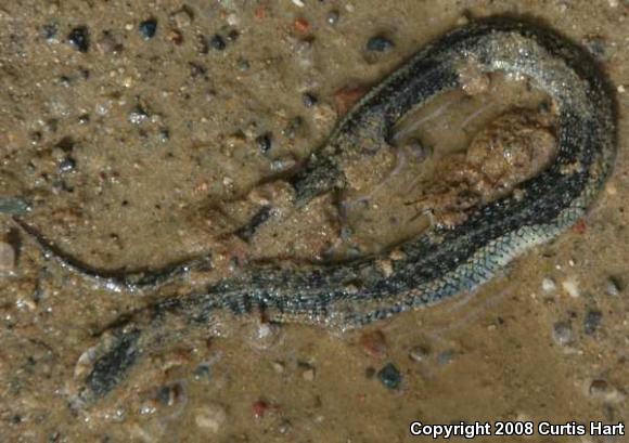 Eastern Gartersnake (Thamnophis sirtalis sirtalis)