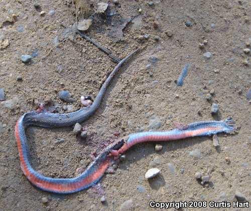 Northern Red-bellied Snake (Storeria occipitomaculata occipitomaculata)