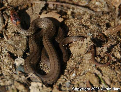 Northern Red-bellied Snake (Storeria occipitomaculata occipitomaculata)