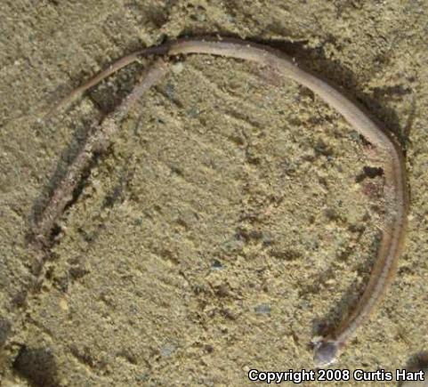 Dekay's Brownsnake (Storeria dekayi)