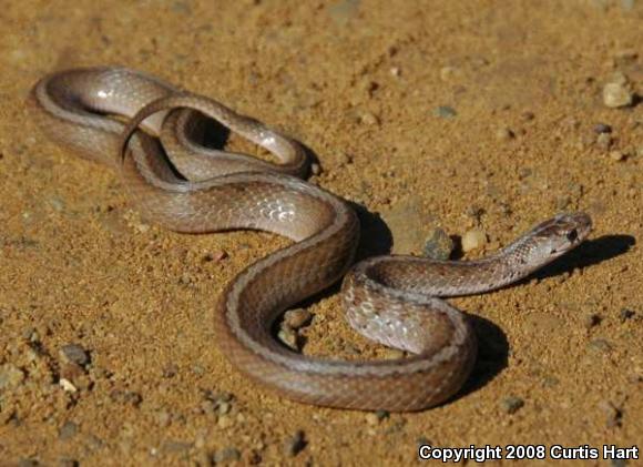 Dekay's Brownsnake (Storeria dekayi)