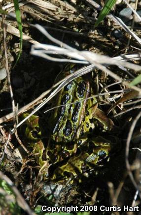 Northern Leopard Frog (Lithobates pipiens)