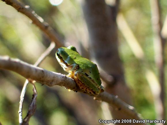 Northern Pacific Treefrog (Pseudacris regilla)