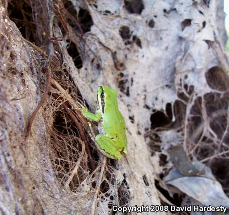 Northern Pacific Treefrog (Pseudacris regilla)