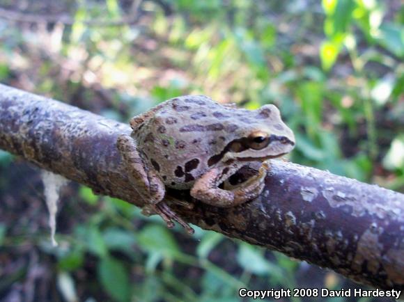 Northern Pacific Treefrog (Pseudacris regilla)