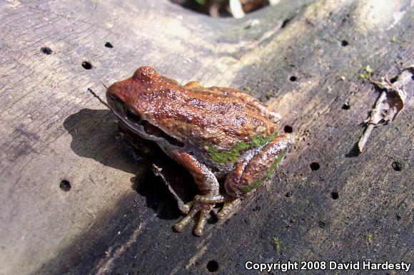 Northern Pacific Treefrog (Pseudacris regilla)