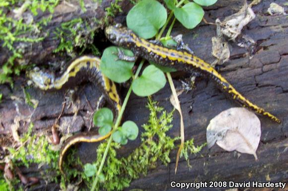 Long-toed Salamander (Ambystoma macrodactylum)