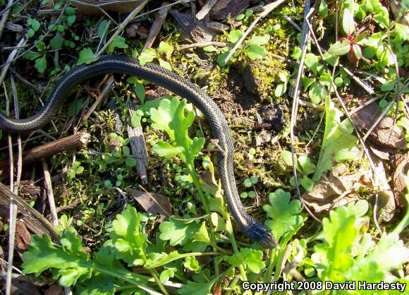 Northwestern Gartersnake (Thamnophis ordinoides)