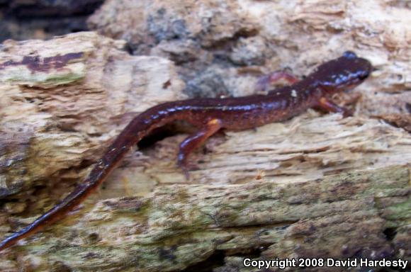 Oregon Ensatina (Ensatina eschscholtzii oregonensis)