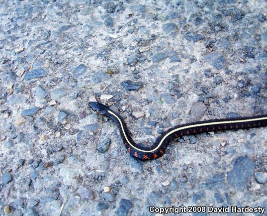 Common Gartersnake (Thamnophis sirtalis)