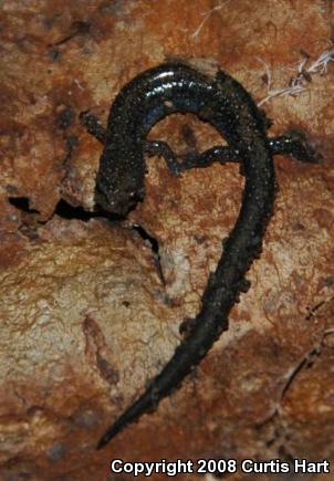 Eastern Red-backed Salamander (Plethodon cinereus)