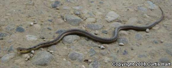 Eastern Gartersnake (Thamnophis sirtalis sirtalis)