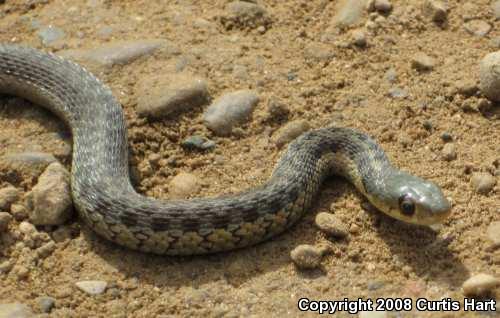 Eastern Gartersnake (Thamnophis sirtalis sirtalis)