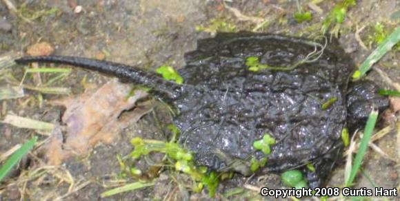 Eastern Snapping Turtle (Chelydra serpentina serpentina)