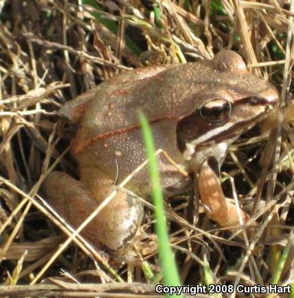 Wood Frog (Lithobates sylvaticus)