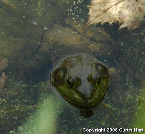 American Bullfrog (Lithobates catesbeianus)