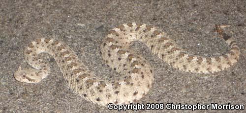 Mojave Desert Sidewinder (Crotalus cerastes cerastes)