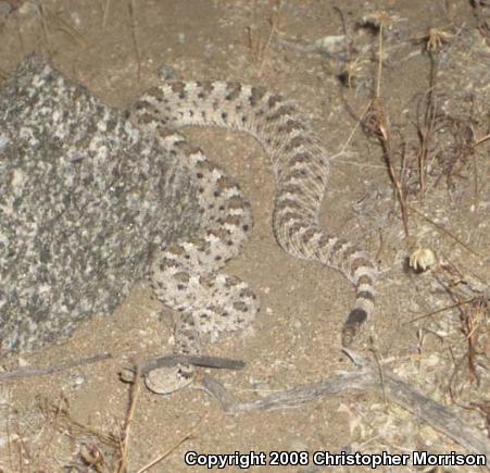 Mojave Desert Sidewinder (Crotalus cerastes cerastes)