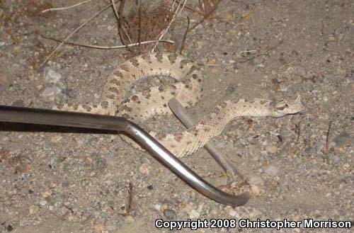 Mojave Desert Sidewinder (Crotalus cerastes cerastes)