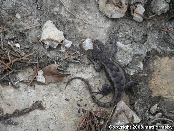 Eastern Fence Lizard (Sceloporus undulatus)