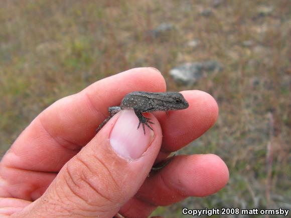 Eastern Fence Lizard (Sceloporus undulatus)