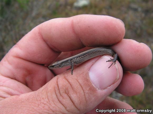 Little Brown Skink (Scincella lateralis)