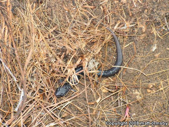 Western Slimy Salamander (Plethodon albagula)