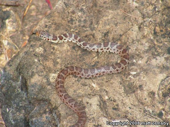 Eastern Yellow-bellied Racer (Coluber constrictor flaviventris)