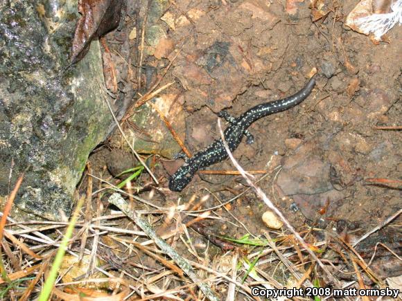 Western Slimy Salamander (Plethodon albagula)