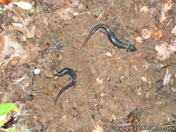 Western Slimy Salamander (Plethodon albagula)